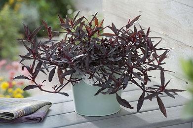 《流放之路》最新直播10月24日举行 公布新资料片情报